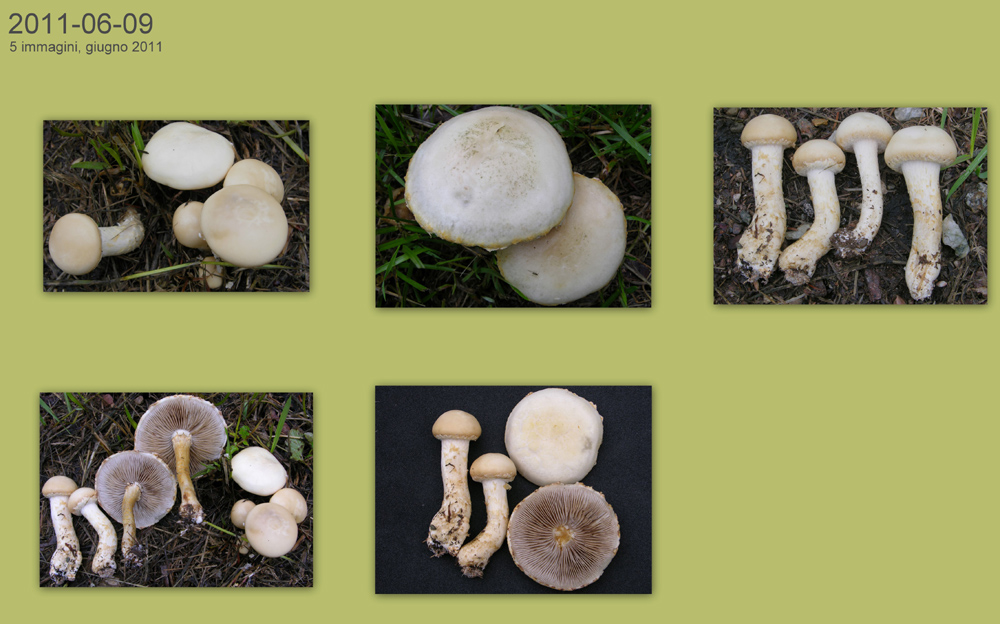 Agrocybe molesta(Lasch)Singer